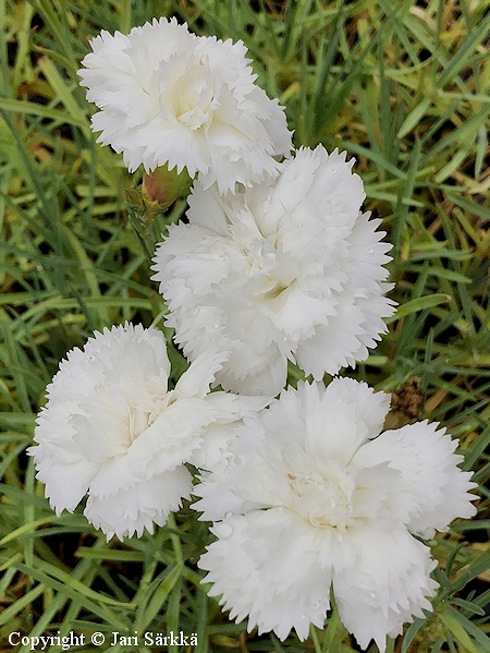 Dianthus plumarius 'Haytor White', sulkaneilikka